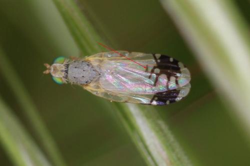 Trupanea stellata